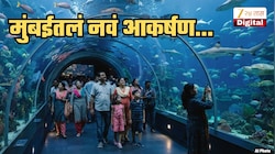 मुंबईमध्ये परदेशी स्टाइलचं मत्स्यालय... काचेच्या बोगद्यातून चालत पाहता येणार जलचर; कधी, कुठे सुरु होणार हे मत्स्यालय?