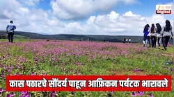  महाराष्ट्रातील प्रसिद्ध कास पठारचे सौंदर्य पाहून आफ्रिकन पर्यटक भारावले; गर्दीत रांग लावून अनुभवला निसर्गाचा अविष्कार 