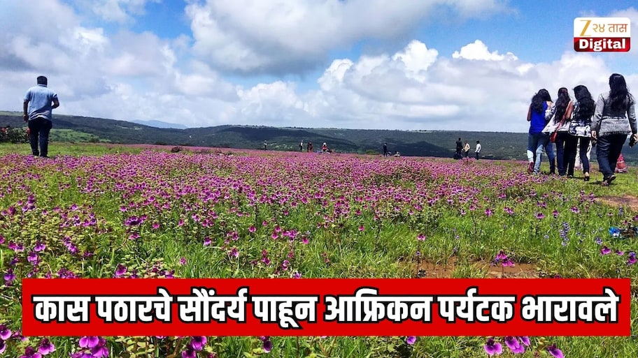  महाराष्ट्रातील प्रसिद्ध कास पठारचे सौंदर्य पाहून आफ्रिकन पर्यटक भारावले; गर्दीत रांग लावून अनुभवला निसर्गाचा अविष्कार 