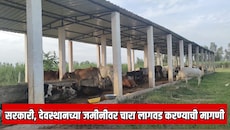 सरकारी आणि देवस्थानच्या जमीनीवर चारा लागवड करावी;  खासदार मोहिते पाटील यांनी सुचवला पर्याय