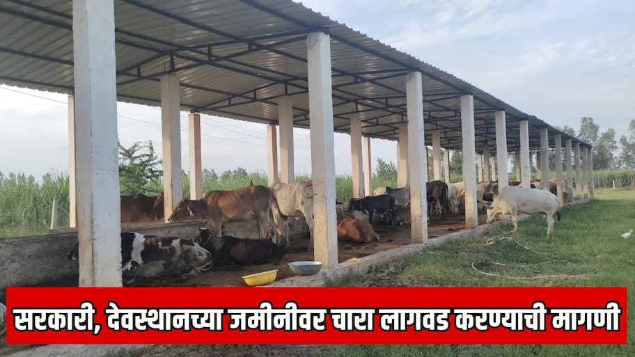 सरकारी आणि देवस्थानच्या जमीनीवर चारा लागवड करावी;  खासदार मोहिते पाटील यांनी सुचवला पर्याय