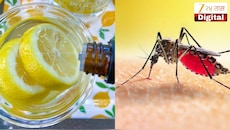 महागडे मॉस्किटो लिक्विड विसरा! लिंबाचा असा करा वापर, डास राहतील दूर