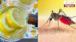 महागडे मॉस्किटो लिक्विड विसरा! लिंबाचा असा करा वापर, डास राहतील दूर