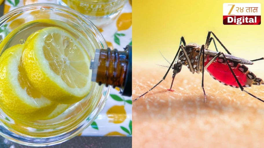 महागडे मॉस्किटो लिक्विड विसरा! लिंबाचा असा करा वापर, डास राहतील दूर