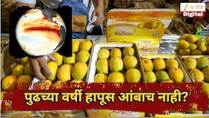 पुढच्या वर्षी हापूस आंबाच नाही? शेतकऱ्यांसमोर मोठं संकट, आंब्याचा मोहोरच...