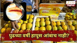 पुढच्या वर्षी हापूस आंबाच नाही? शेतकऱ्यांसमोर मोठं संकट, आंब्याचा मोहोरच...