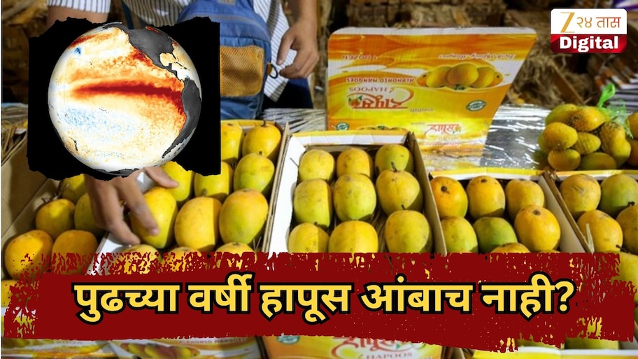 पुढच्या वर्षी हापूस आंबाच नाही? शेतकऱ्यांसमोर मोठं संकट, आंब्याचा मोहोरच...