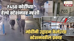 PM मोदींनी उद्घाटन केलेल्या ₹450 कोटींच्या रेल्वे स्टेशनच्या प्लॅटफॉर्मवर म्हशींचा फेरफटका; Video तुफान व्हायरल