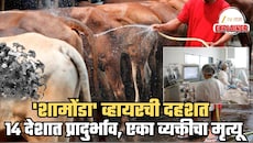 आता जगासमोर Shamonda Virus संकट! गुरांमधून मानवामध्ये पसरू लागला, एकाचा मृत्यू; 14 देशांमध्ये प्रादुर्भाव, लक्षणं कोणती? WHO चं म्हणणं काय?