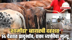 आता जगासमोर Shamonda Virus संकट! गुरांमधून मानवामध्ये पसरू लागला, एकाचा मृत्यू; 14 देशांमध्ये प्रादुर्भाव, लक्षणं कोणती? WHO चं म्हणणं काय?