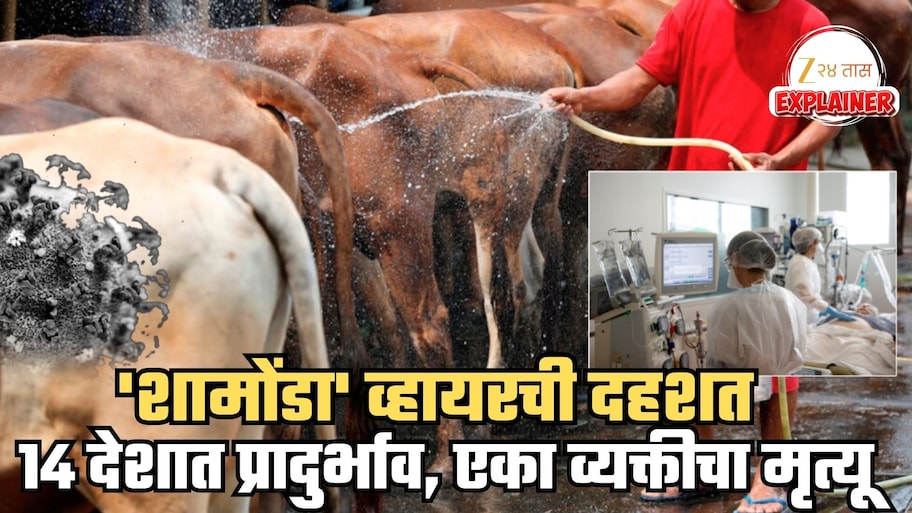 आता जगासमोर Shamonda Virus संकट! गुरांमधून मानवामध्ये पसरू लागला, एकाचा मृत्यू; 14 देशांमध्ये प्रादुर्भाव, लक्षणं कोणती? WHO चं म्हणणं काय?