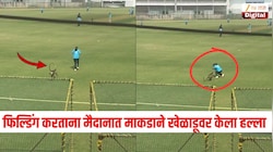 फिल्डिंग करताना मैदानात माकडाने खेळाडूवर केला हल्ला, सर्वांची उडाली घाबरगुंडी, Video Viral