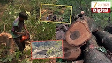 कर्जत-भीमाशंकरच्या जंगलात बेसुमार वृक्षतोड? टोरंटच्या प्रकल्पासाठी  32 हजार 490 झाडं तोडल्याचा आरोप, पर्यावरणप्रेमींमध्ये तीव्र संताप