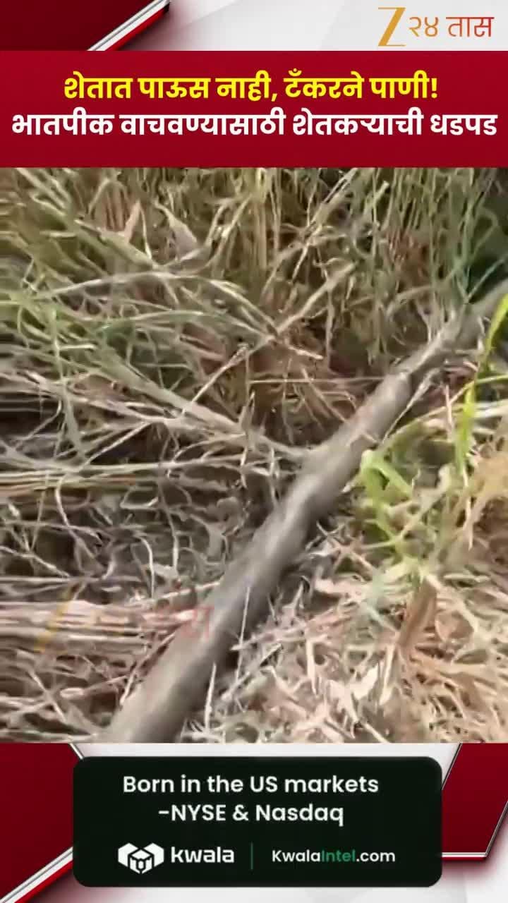 शेतात टँकरने पाणी! भातपीक वाचवण्यासाठी शेतकऱ्याची धडपड