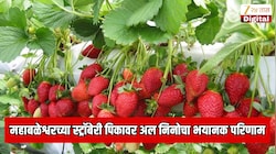 महाबळेश्वरच्या जगप्रसिद्ध स्ट्रॉबेरी पिकावर अल निनोचा भयानक परिणाम; थेट महाराष्ट्राच्या अर्थव्यवस्थेलाच फटका बसणार
