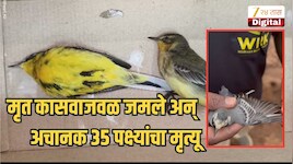 मृत कासवाजवळ जमले अन् अचानक 35 पक्षी मृत पावले, कोयना नदीपात्रातील घटना; निसर्गाचा प्रकोप की आणखी काही...?
