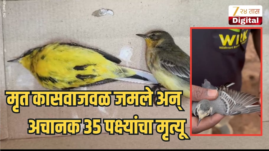 मृत कासवाजवळ जमले अन् अचानक 35 पक्षी मृत पावले, कोयना नदीपात्रातील घटना; निसर्गाचा प्रकोप की आणखी काही...?