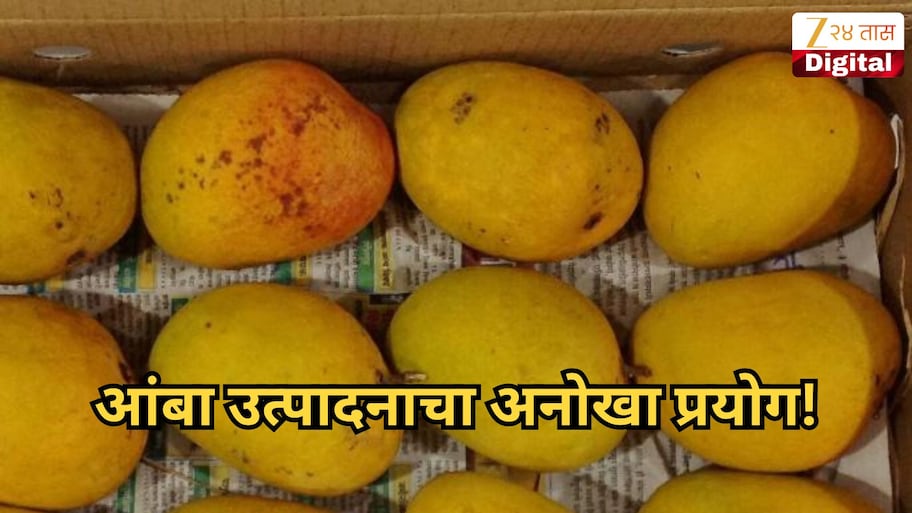 आंबा उत्पादनाचा अनोखा प्रयोग! ऐन हिवाळ्यात हापूस आंब्याची पहिली पेटी रवाना